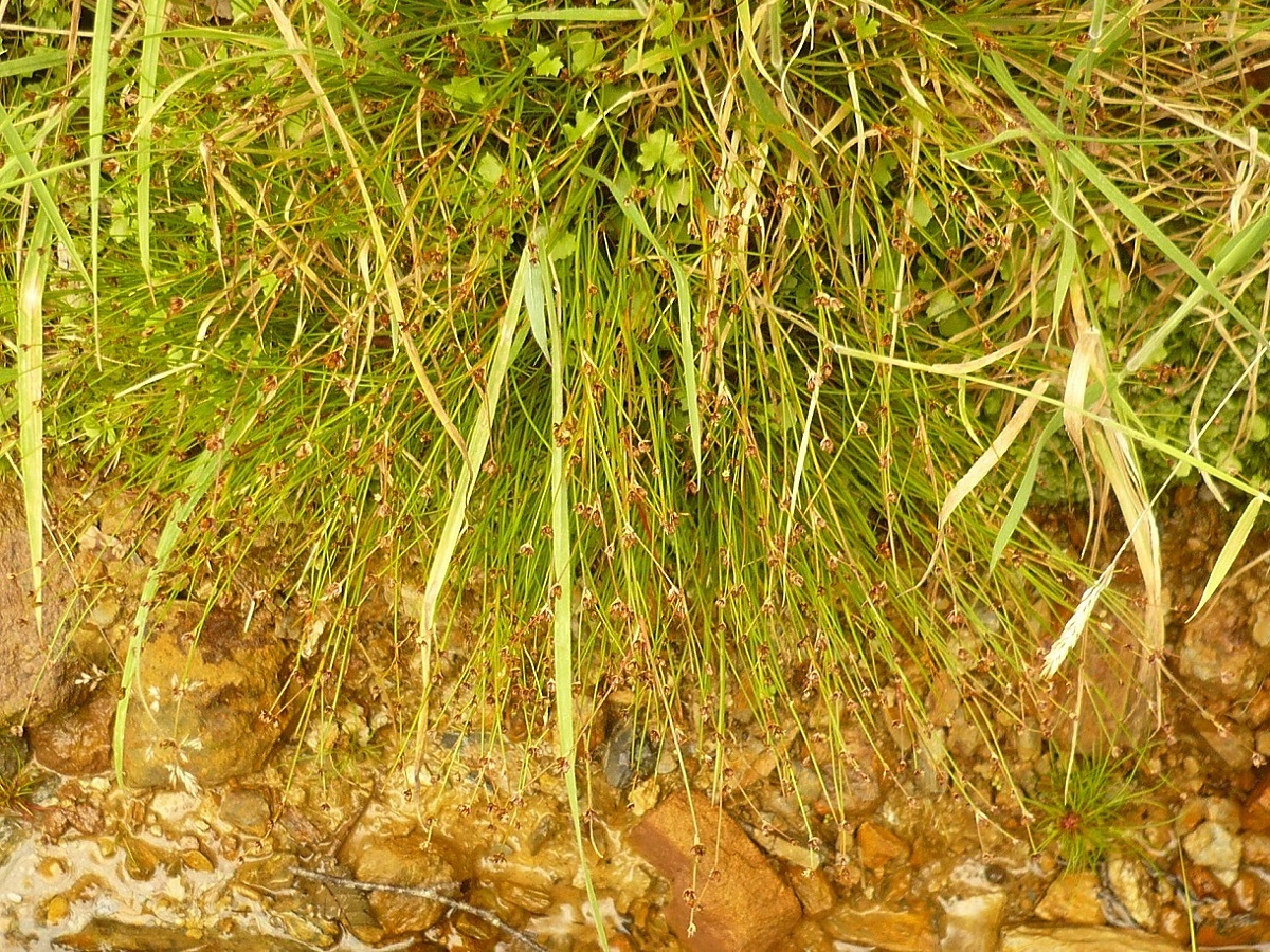 Juncus bulbosus subsp. bulbosus (Juncaceae)
